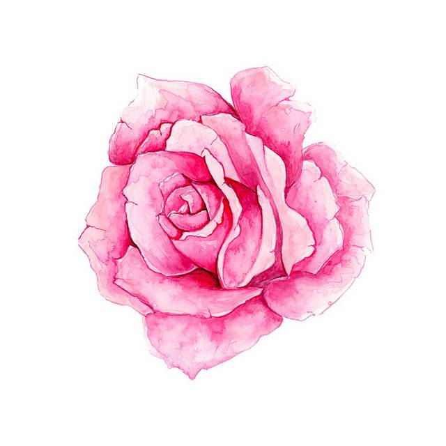 情人节浪漫玫瑰花卡通透明素材