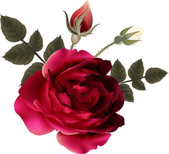 写实玫瑰花装饰素材