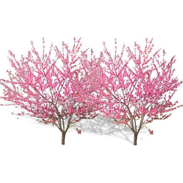 粉色桃树元素