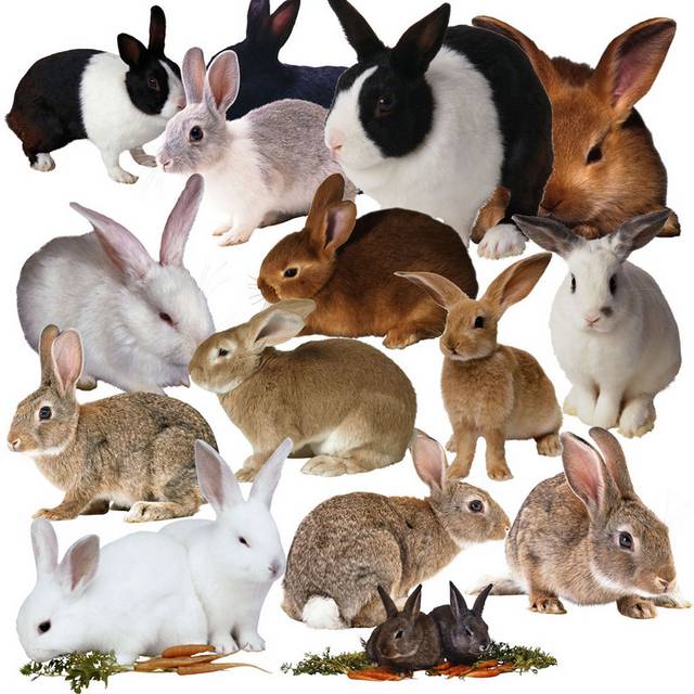 兔子元素合集