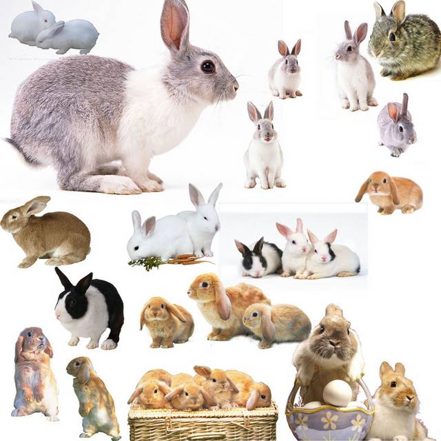 兔子素材合集