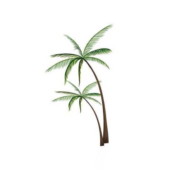 已抠实物椰树