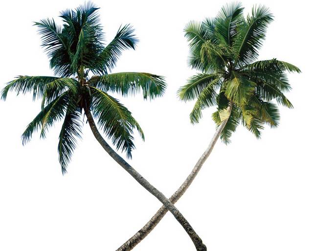 交叉的椰树