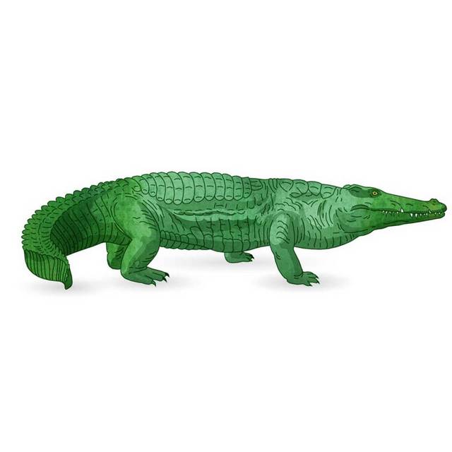 绿的鳄鱼素材