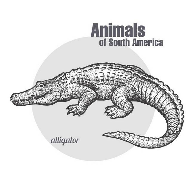 矢量手绘鳄鱼素材下载