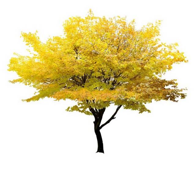 黄色树素材