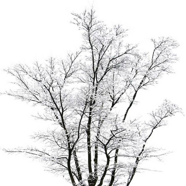白色雪花大树素材