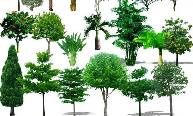 大树设计合集素材