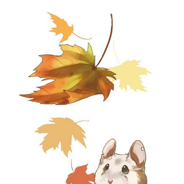 老鼠枫叶素材