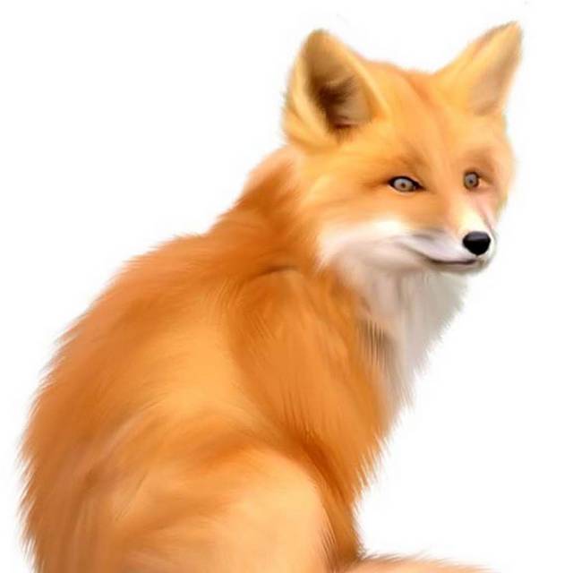 手绘写实狐狸设计元素