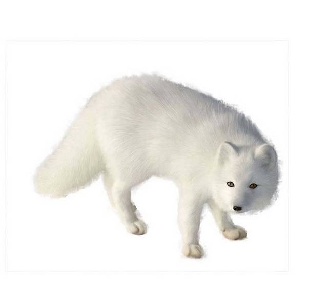 白色狐狸设计元素