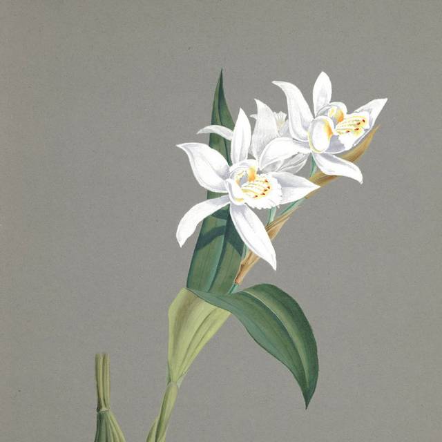 鲜花兰花素材