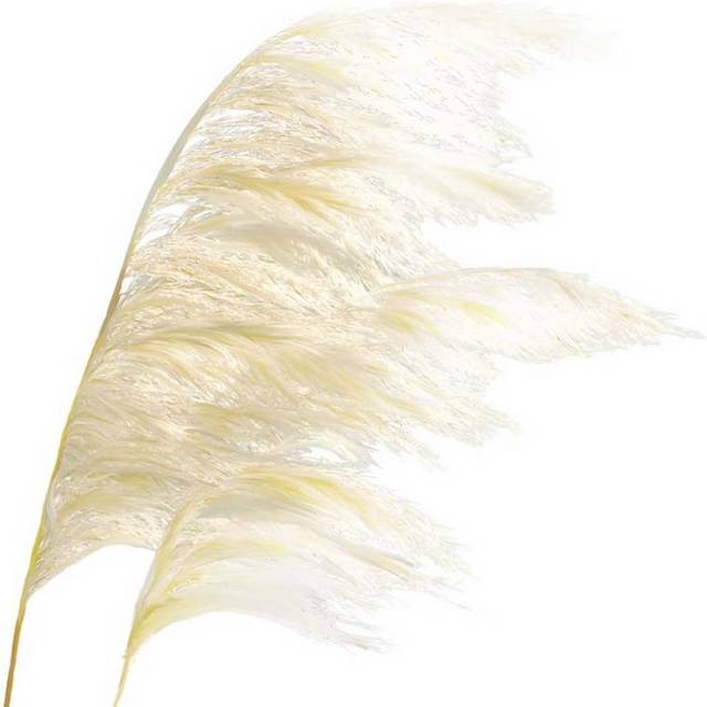 美丽的芦苇素材