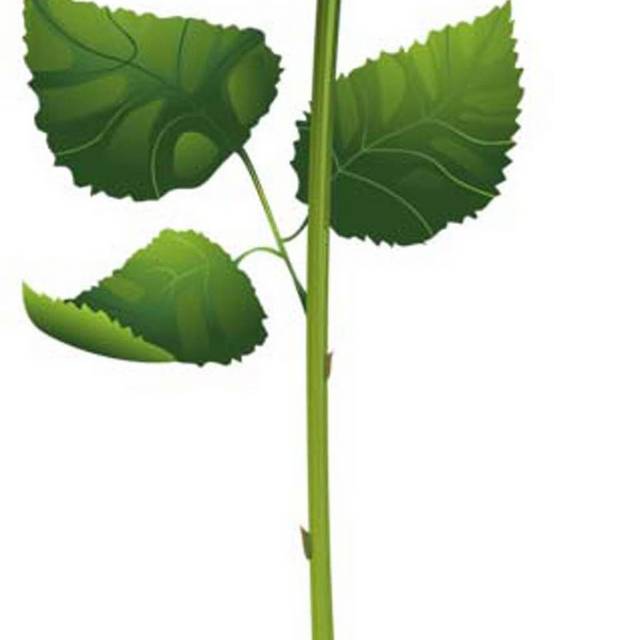 手绘玫瑰花设计元素