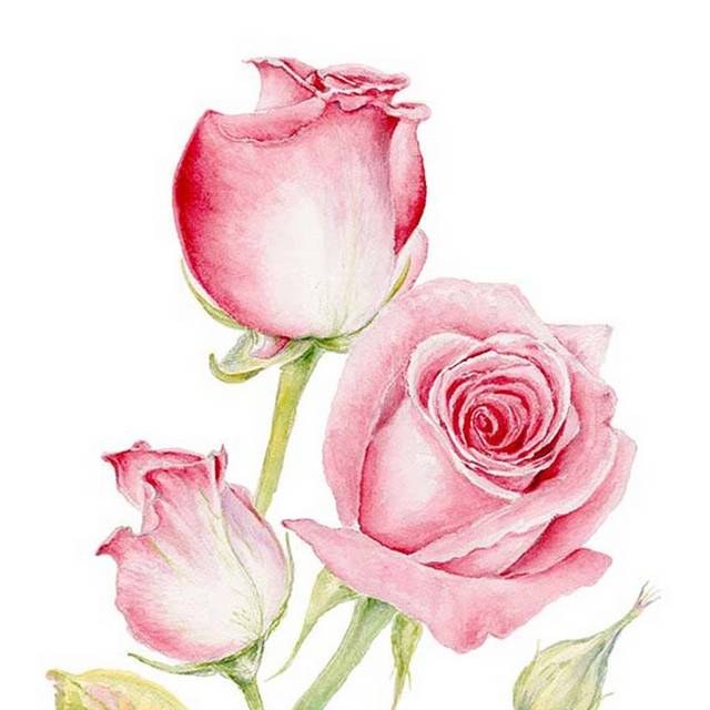 粉色好看玫瑰花元素