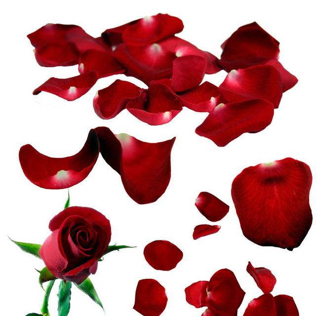 红色玫瑰花朵花瓣