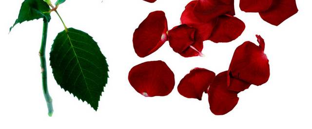 红色玫瑰花朵花瓣