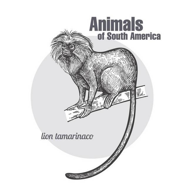 手绘南美洲狮面狨矢量图