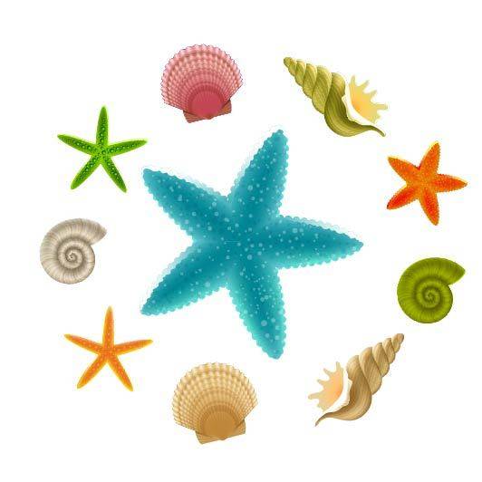 彩色贝壳海星设计素材