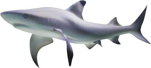 卡通游动的鲨鱼素材