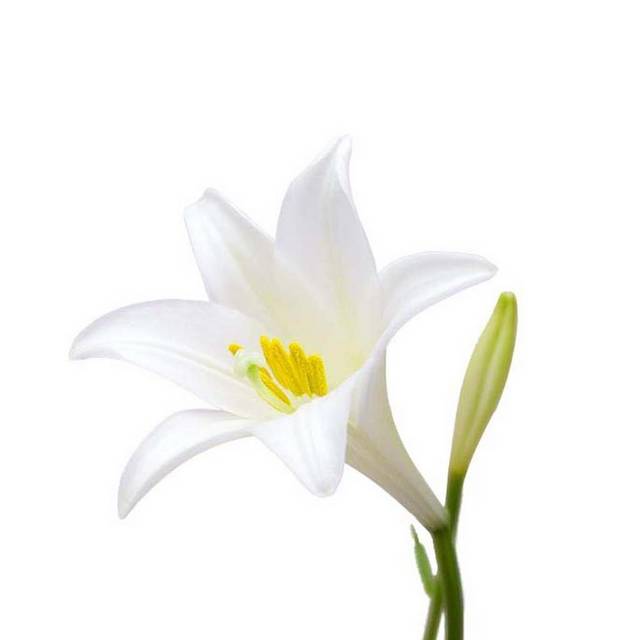 已扣素材百合花