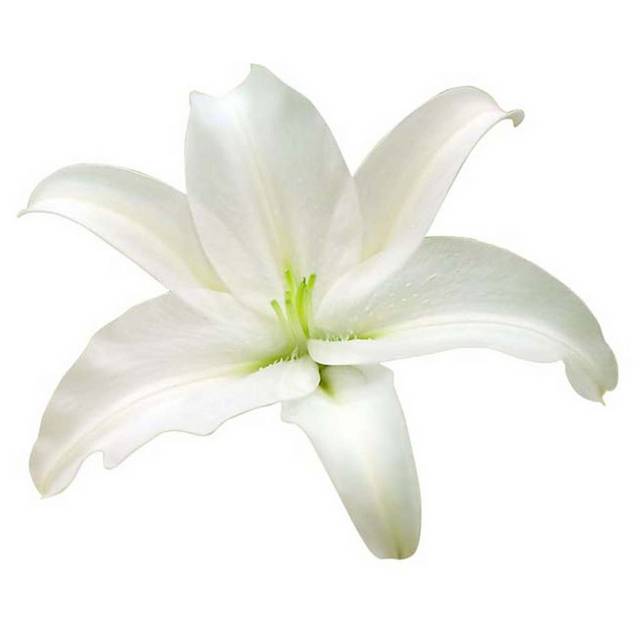 白色百合花花朵