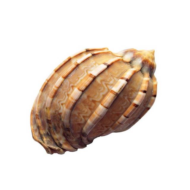 免抠海螺贝壳