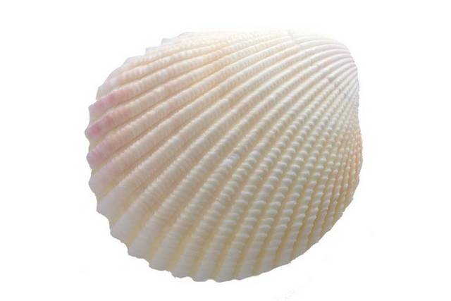 白色贝壳设计元素