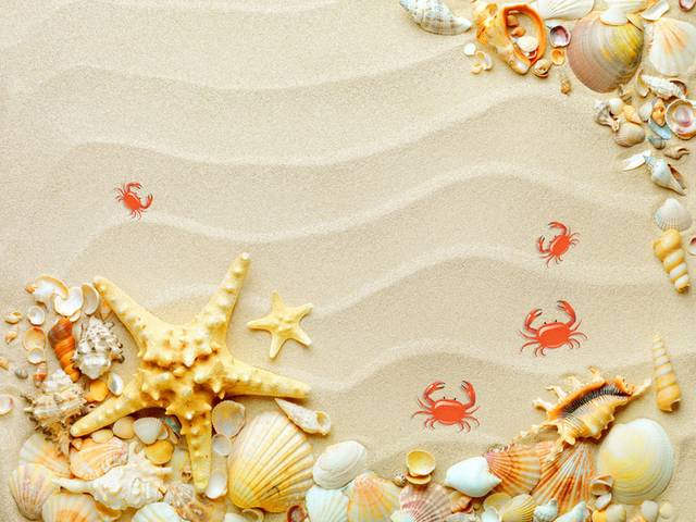 海滩贝壳背景图