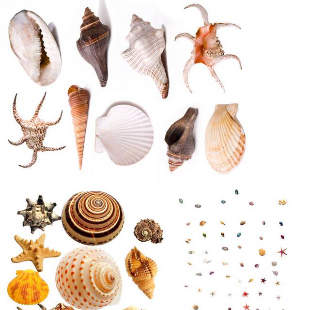 多种贝壳螺壳合集