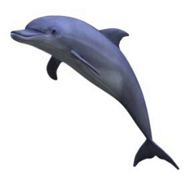 跃动的海豚