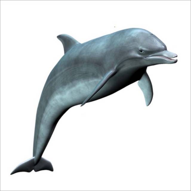 免抠海豚素材