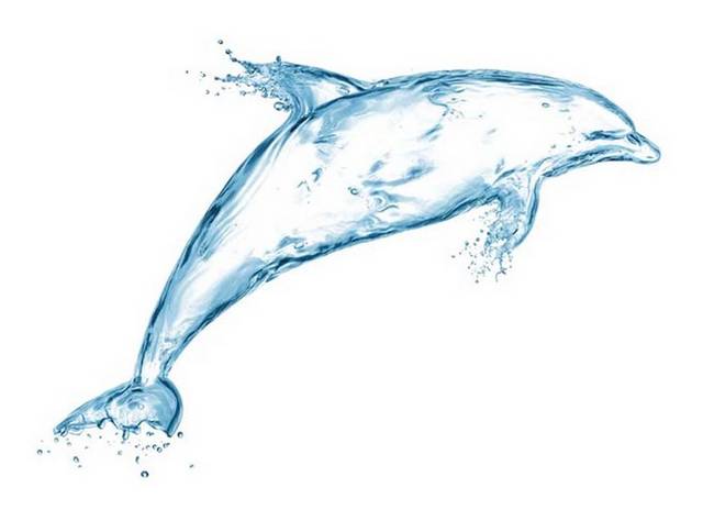 水海豚设计元素