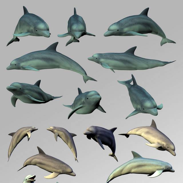 海豚素材合集