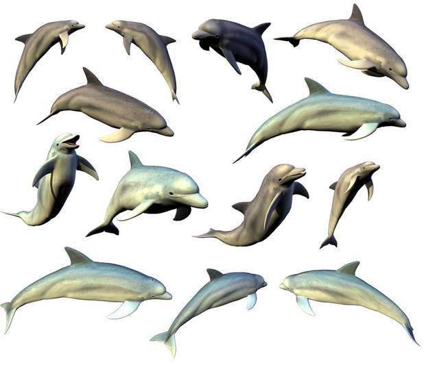 多个海豚已抠素材