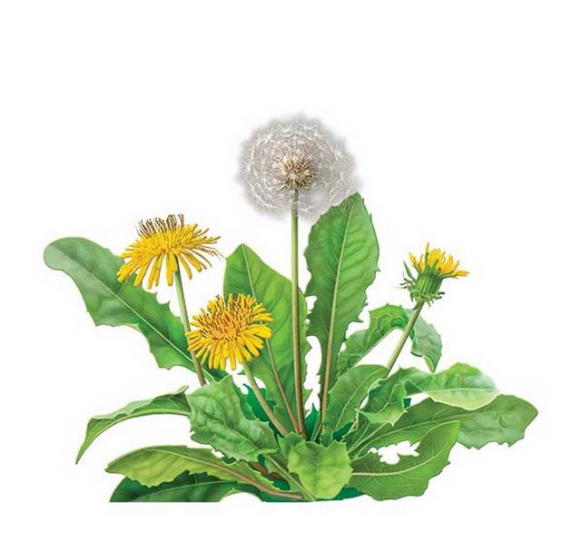 手绘素材开花的蒲公英 图品汇