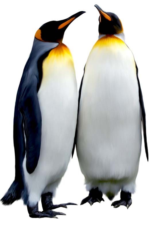 两只企鹅