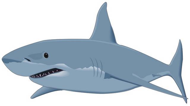 卡通鲨鱼设计元素