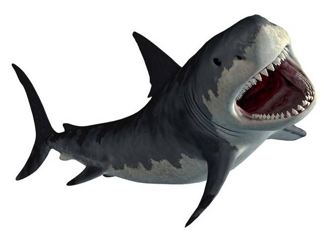 PNG高清鲨鱼矢量图