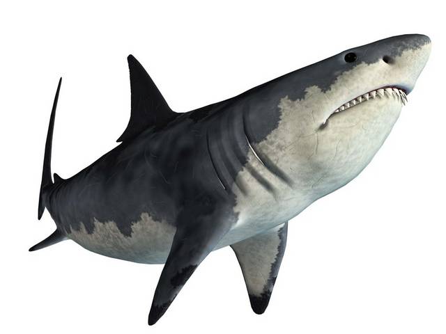 海洋鲨鱼设计素材