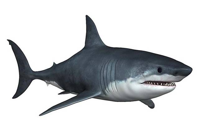 鲨鱼设计元素