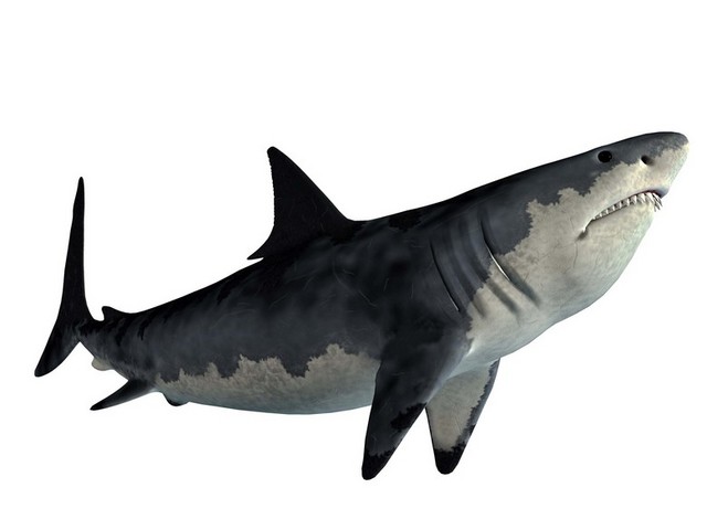 高清鲨鱼元素