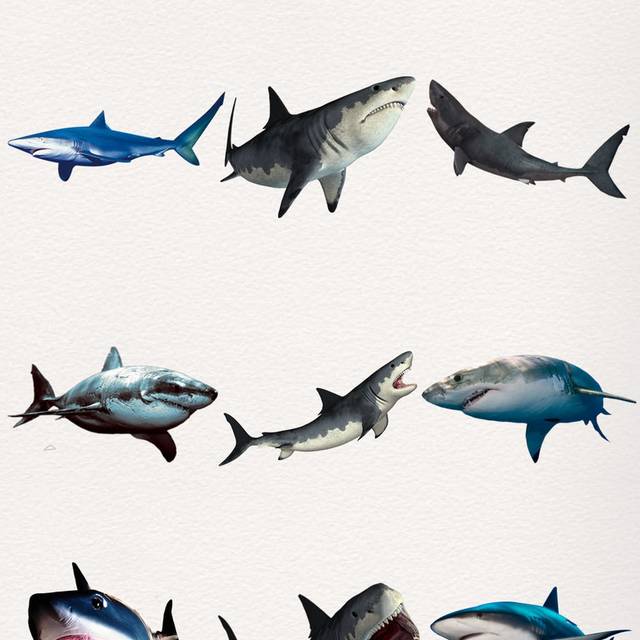 鲨鱼设计素材