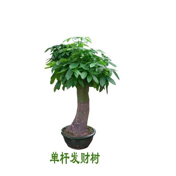 绿植发财树