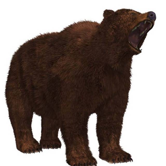 棕色的熊设计元素