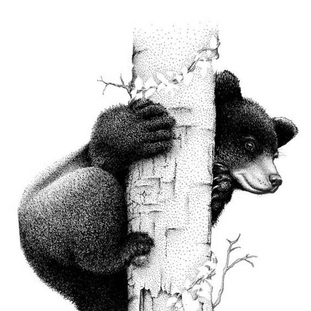 爬树的熊