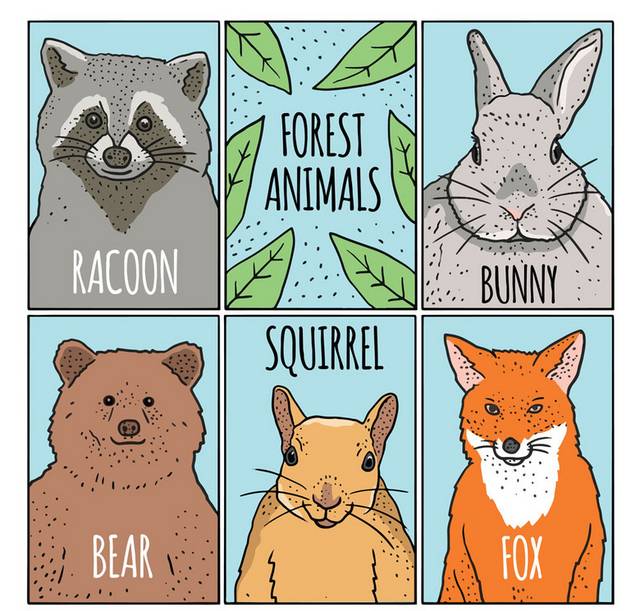森林动物卡片