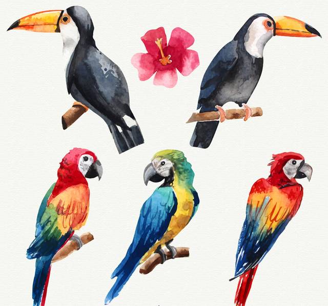 彩绘2个大嘴鸟和3个鹦鹉设计矢量素材