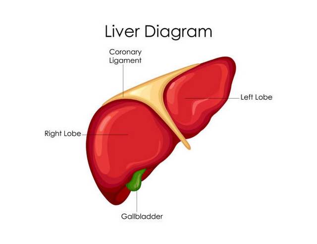 肝脏分段解剖图EPS矢量素材