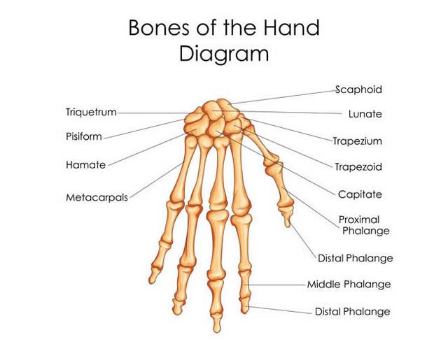 手指指骨解剖图EPS矢量素材